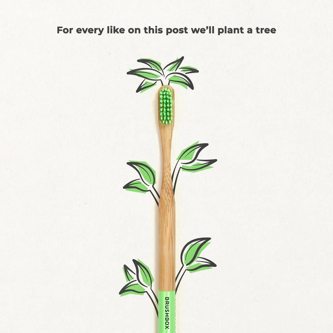Brushbox Planting Tree Campaign Launch Image min